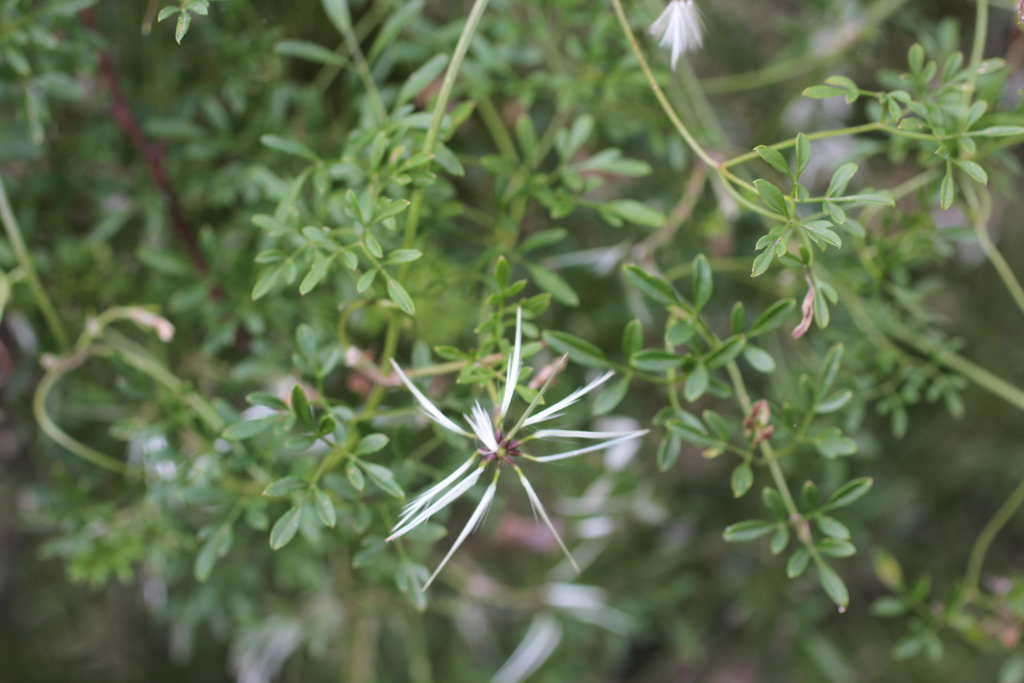 Clematis leptophylla (hero image)