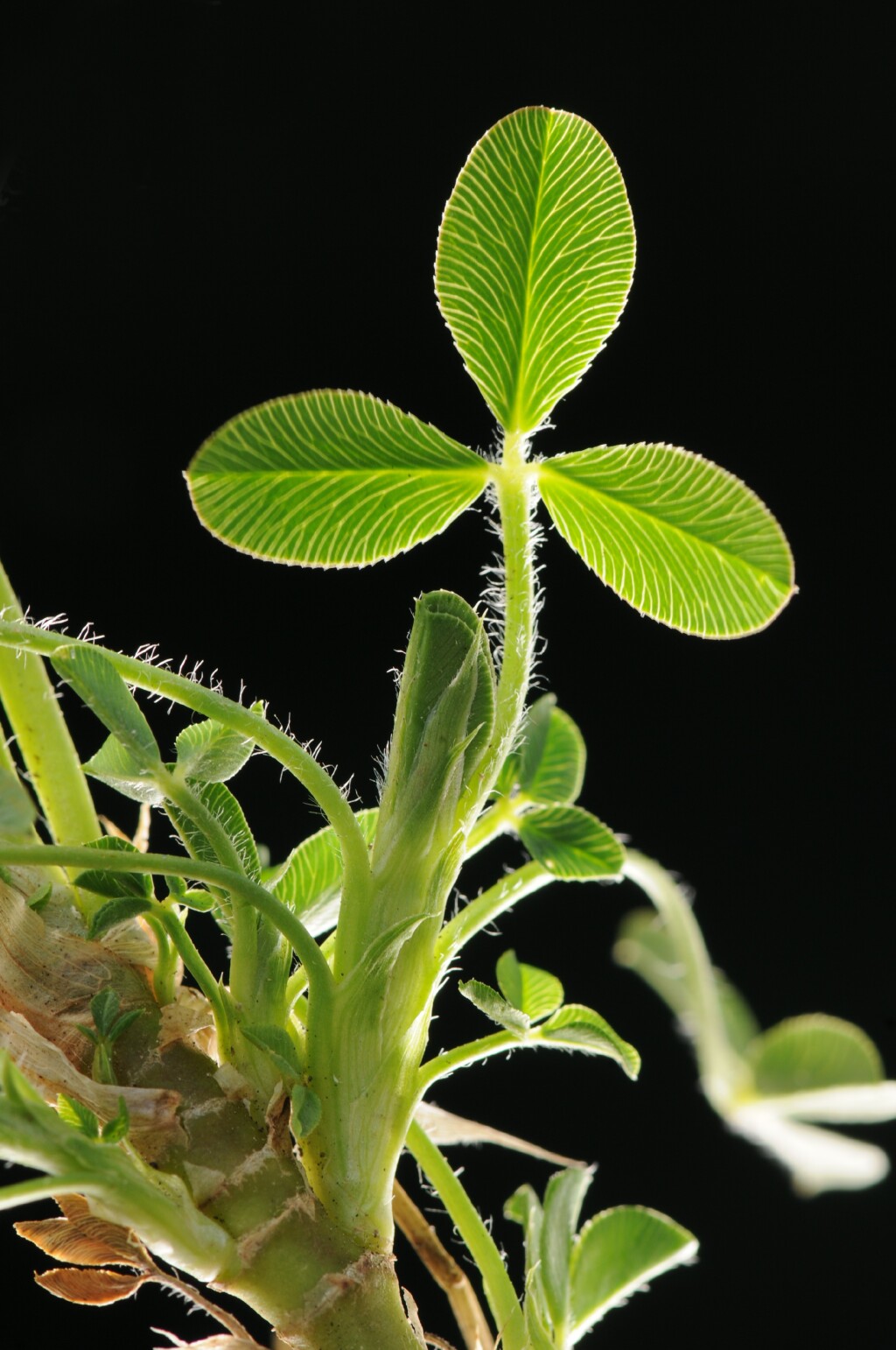 Trifolium fragiferum (hero image)