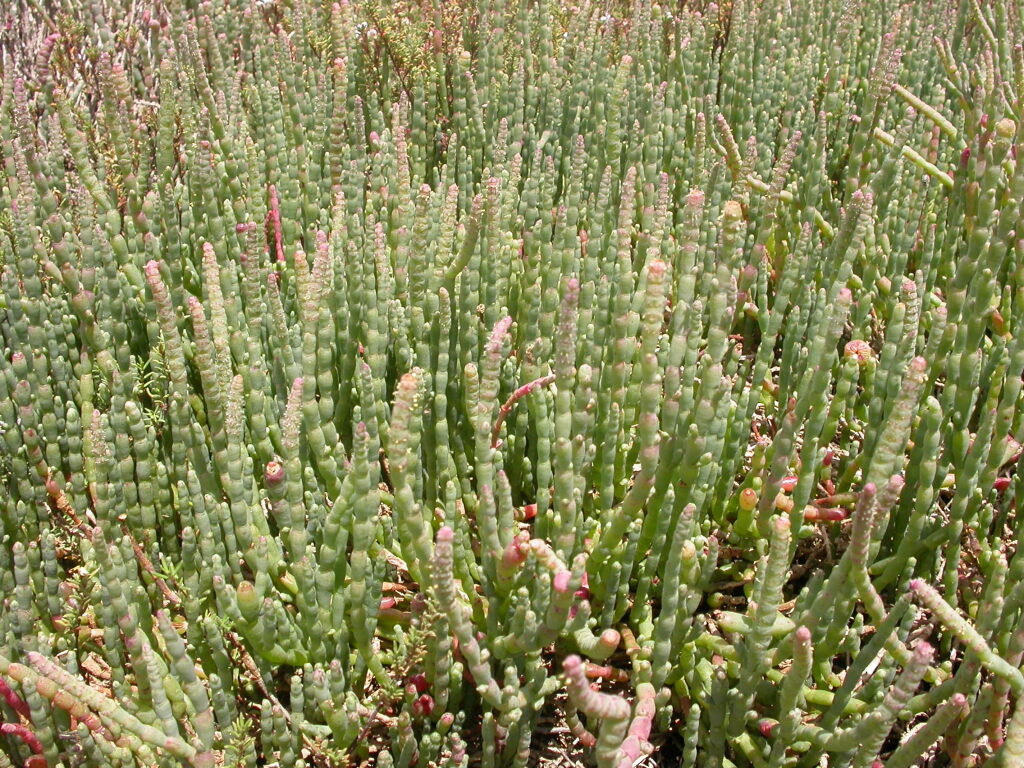 Salicornia quinqueflora (hero image)