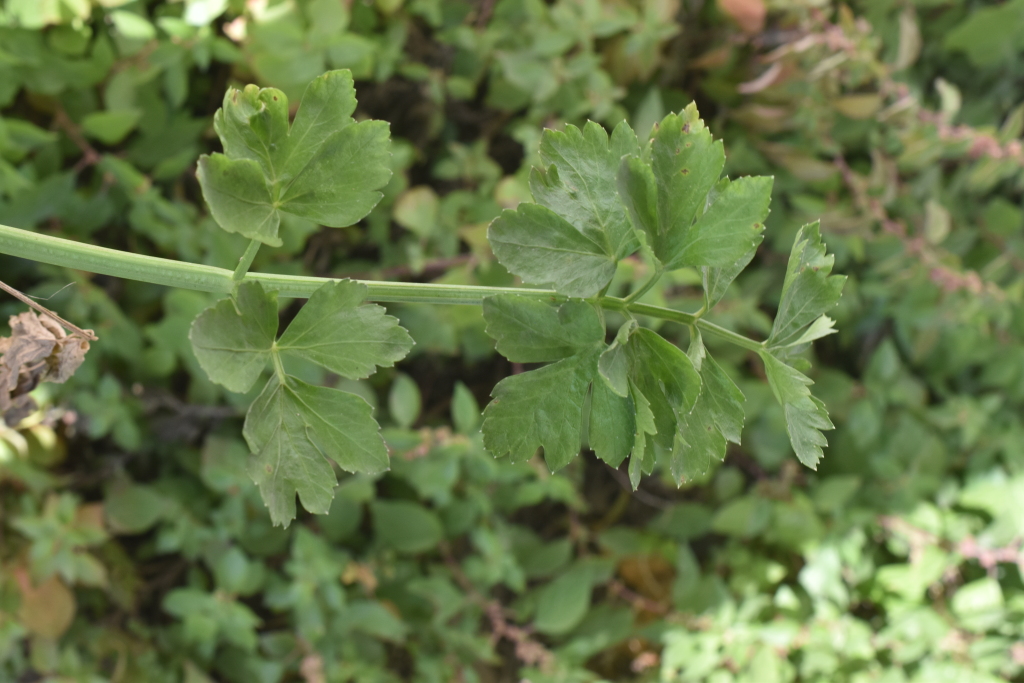 Apium prostratum var. filiforme (hero image)
