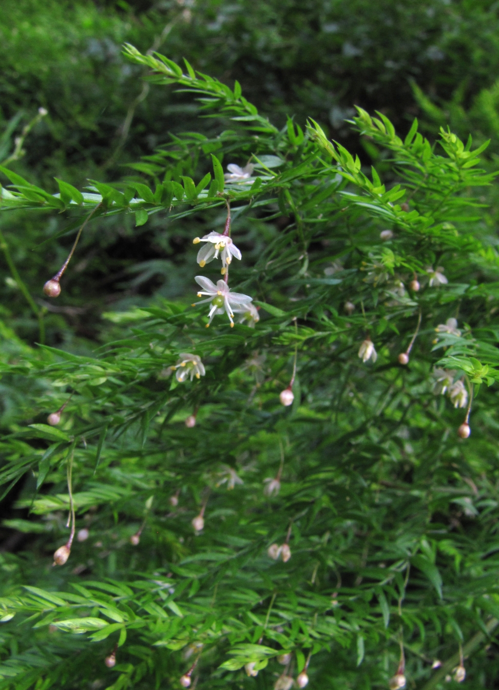 Asparagaceae (hero image)