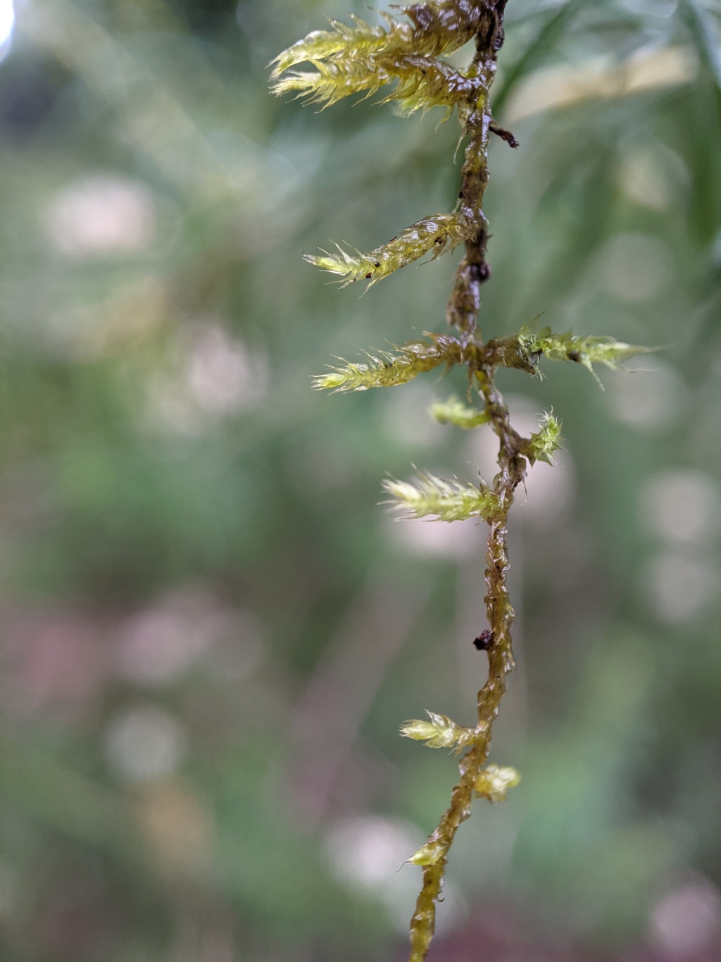 Papillaria nitens (hero image)