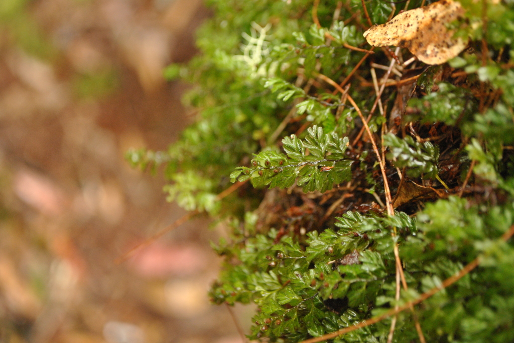 Hymenophyllum cupressiforme (hero image)