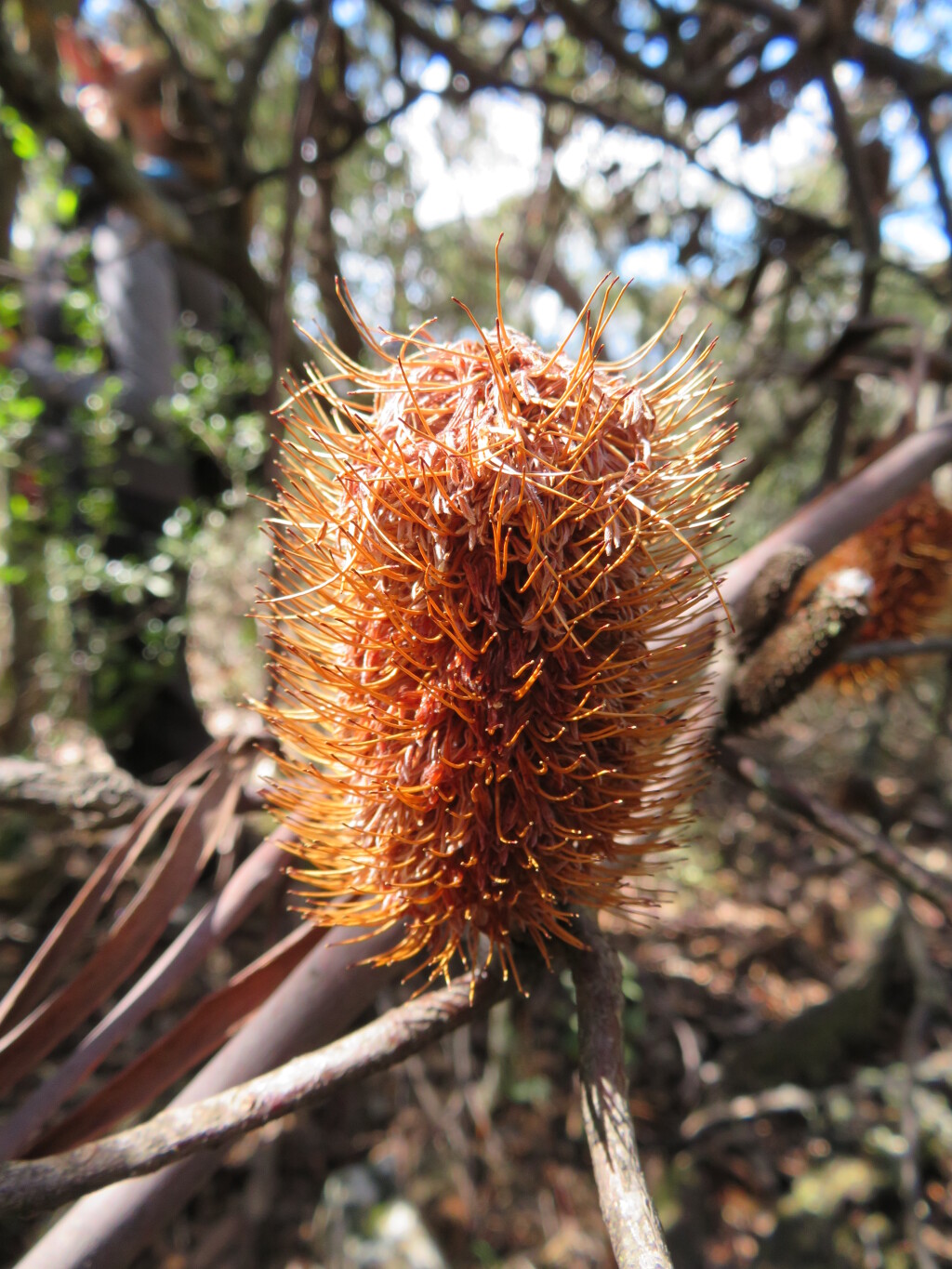 Banksia canei (hero image)