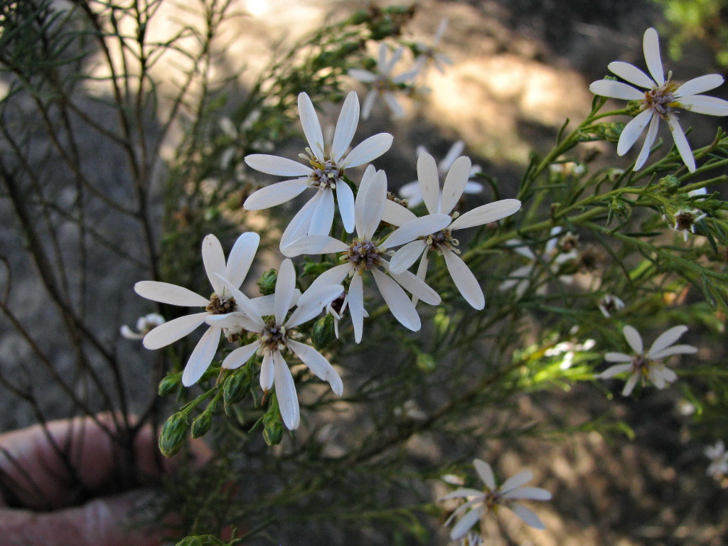 Olearia passerinoides subsp. glutescens (hero image)