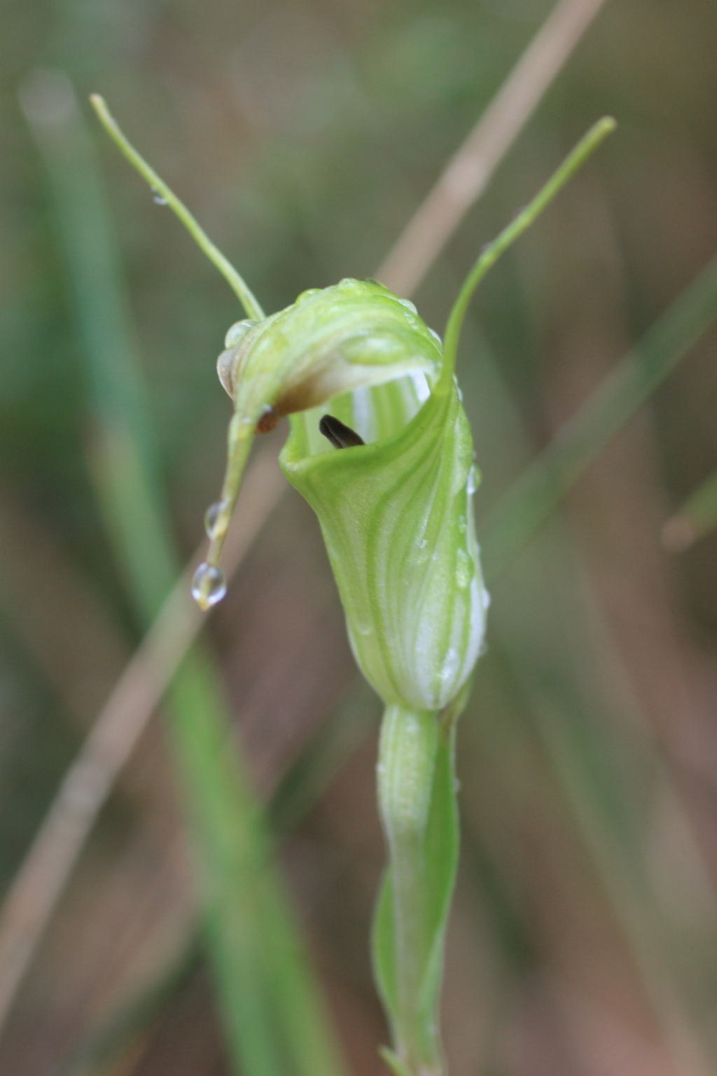 Pterostylis atrans (hero image)