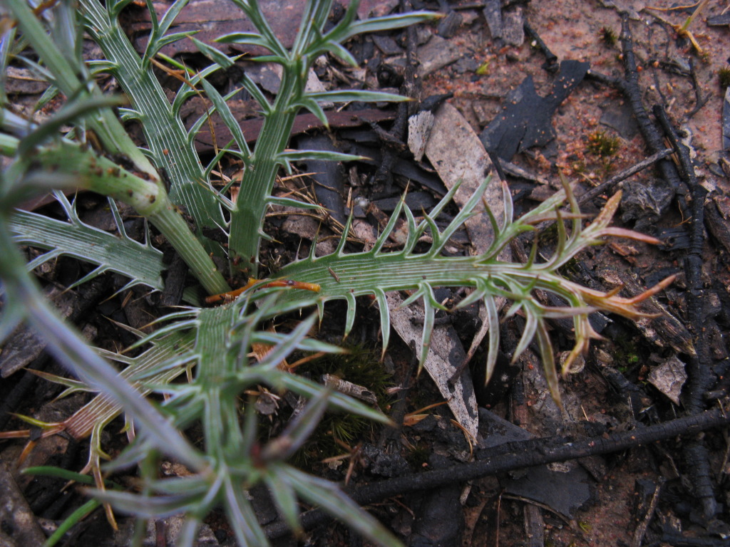 Eryngium ovinum (hero image)