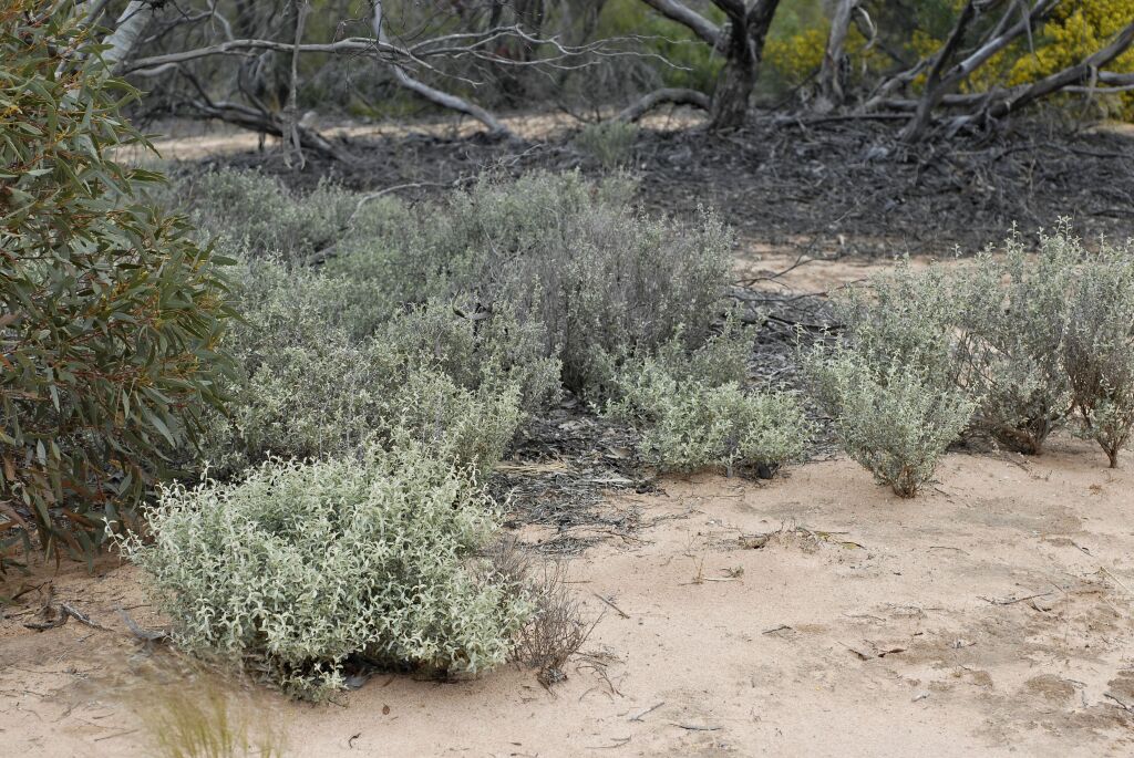 Atriplex stipitata (hero image)