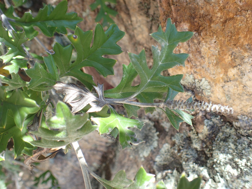 Grevillea willisii (hero image)