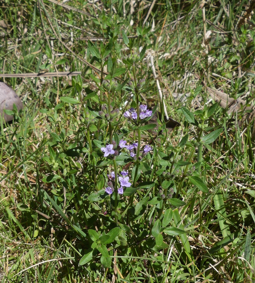 Mentha diemenica (hero image)