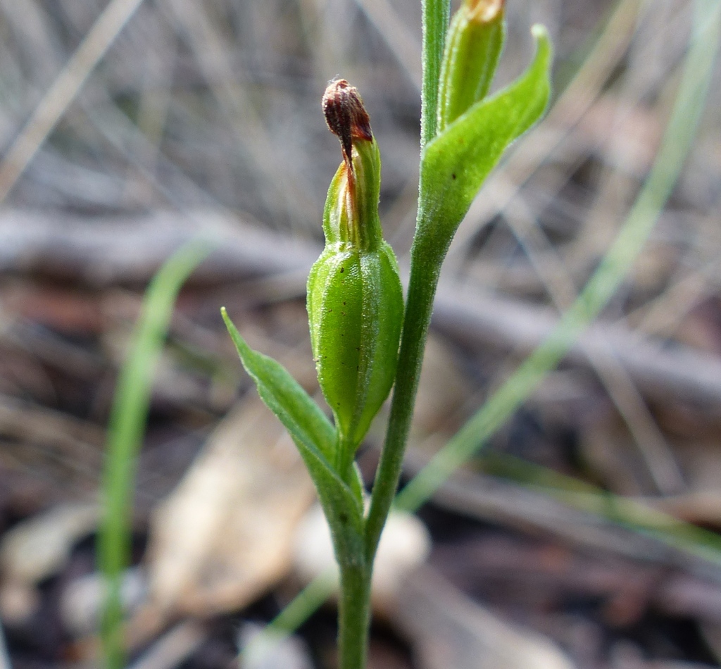 Pterostylis rubescens (hero image)