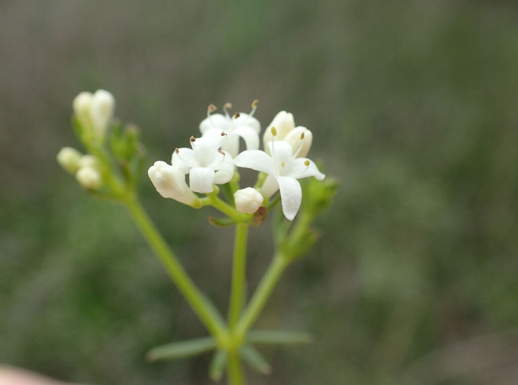 Asperula conferta (hero image)