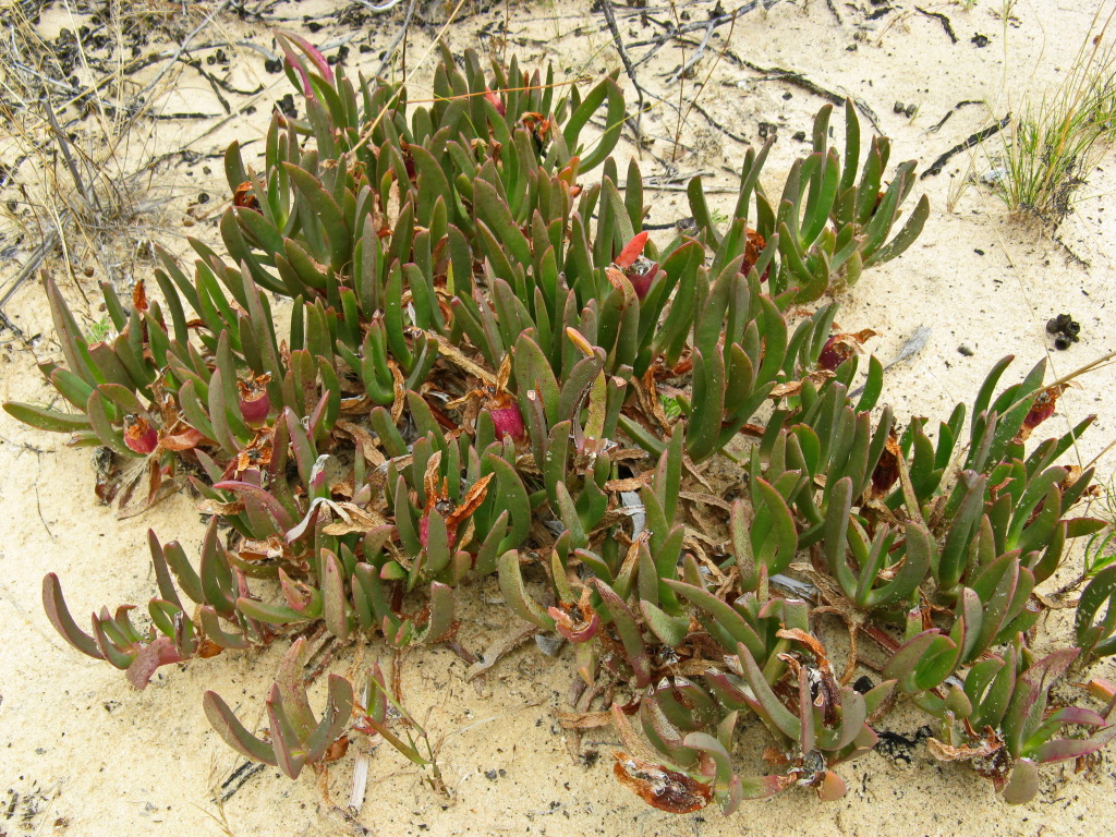 Carpobrotus (hero image)