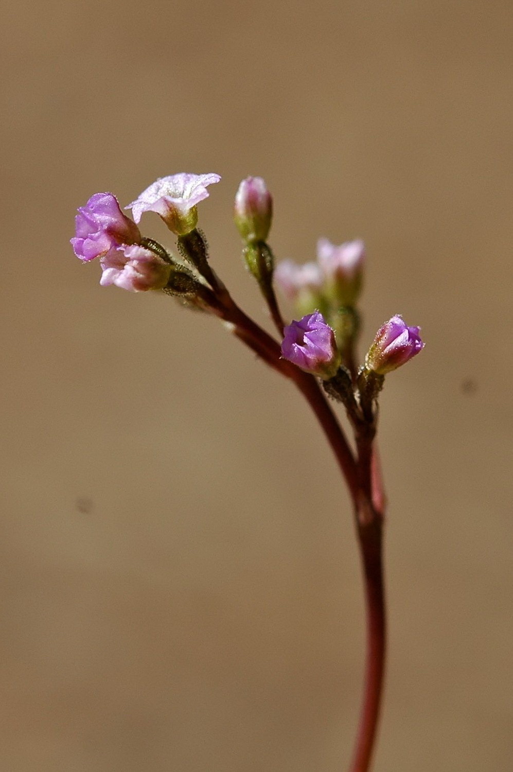 Boerhavia (hero image)