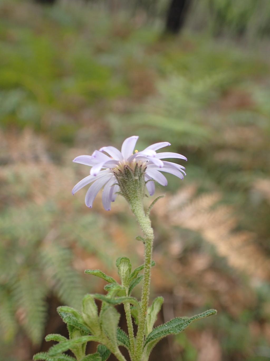 Olearia asterotricha subsp. lobata (hero image)