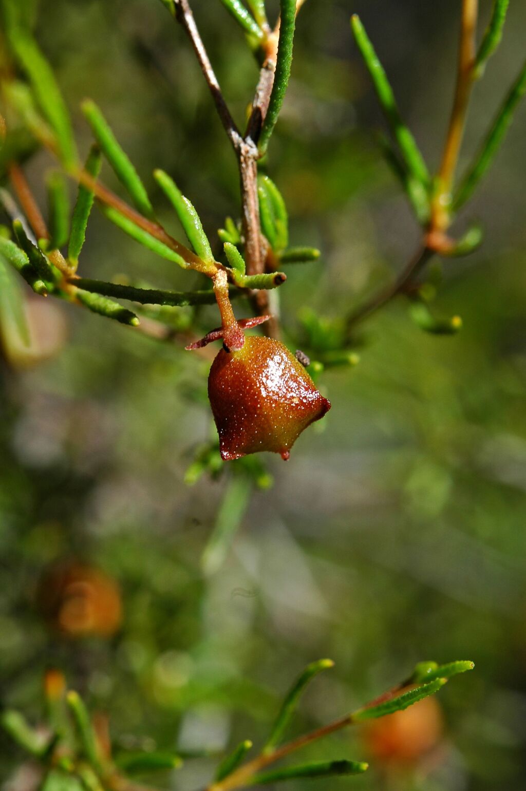 Dodonaea hexandra (hero image)