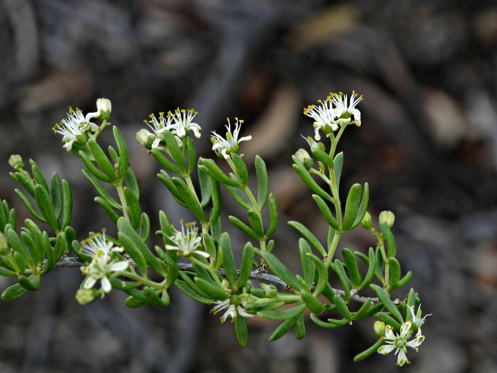 Nitrariaceae (hero image)