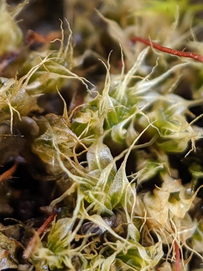 Splachnaceae (hero image)