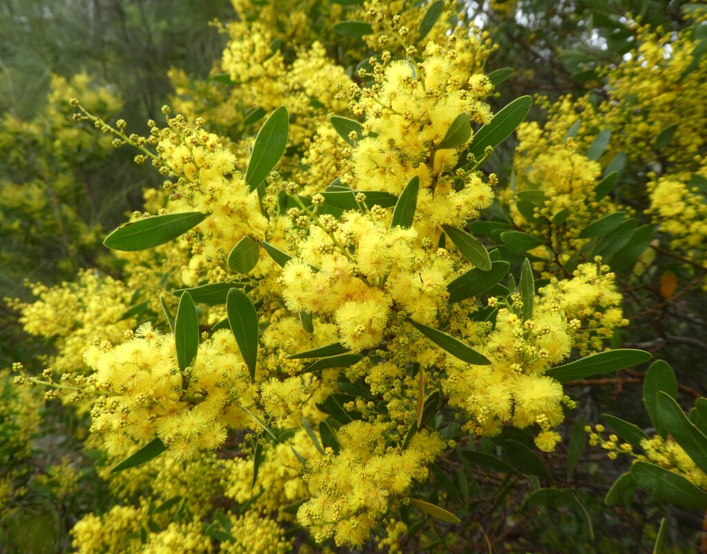 Acacia amoena (hero image)