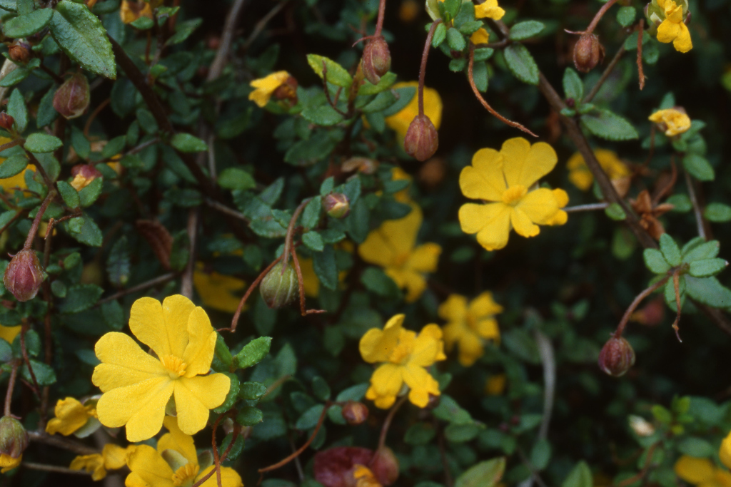 Hibbertia empetrifolia (hero image)