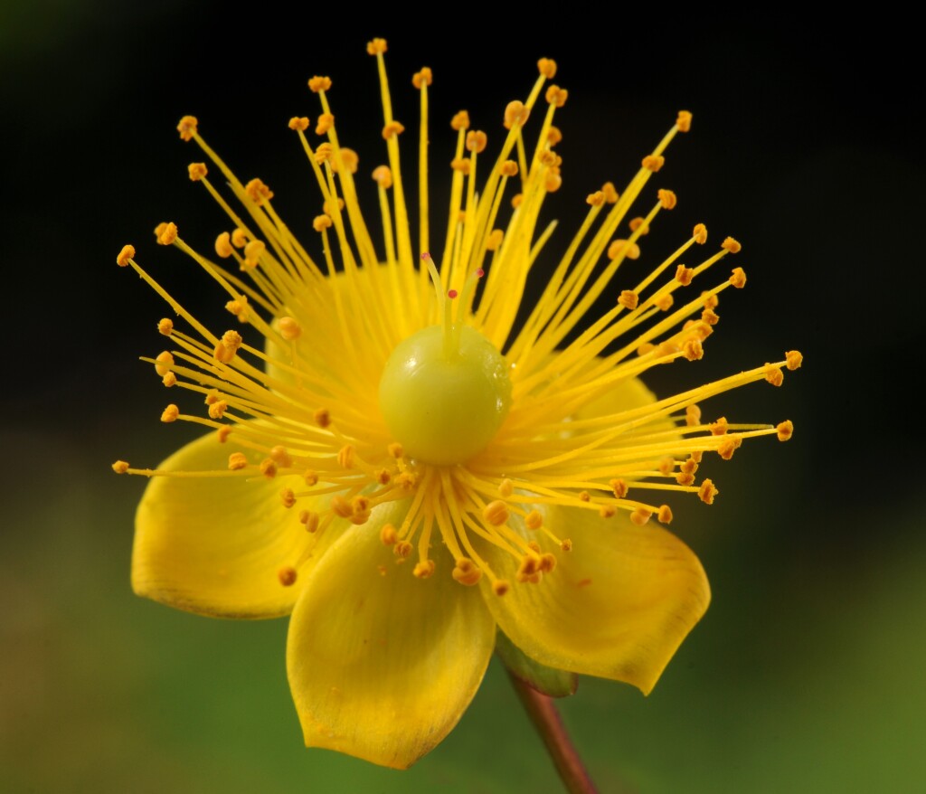 Hypericum androsaemum (hero image)