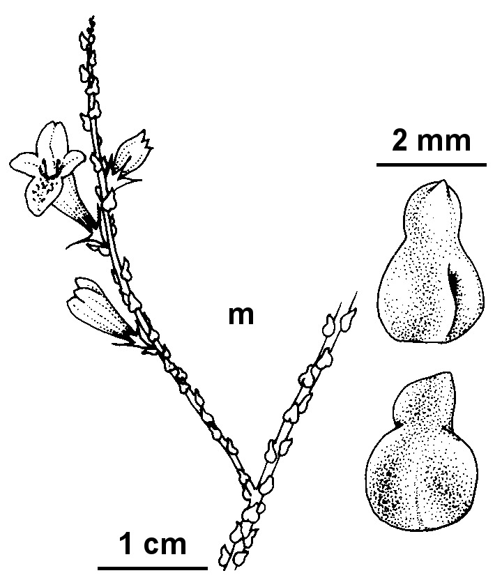 Eremophila gibbifolia (hero image)