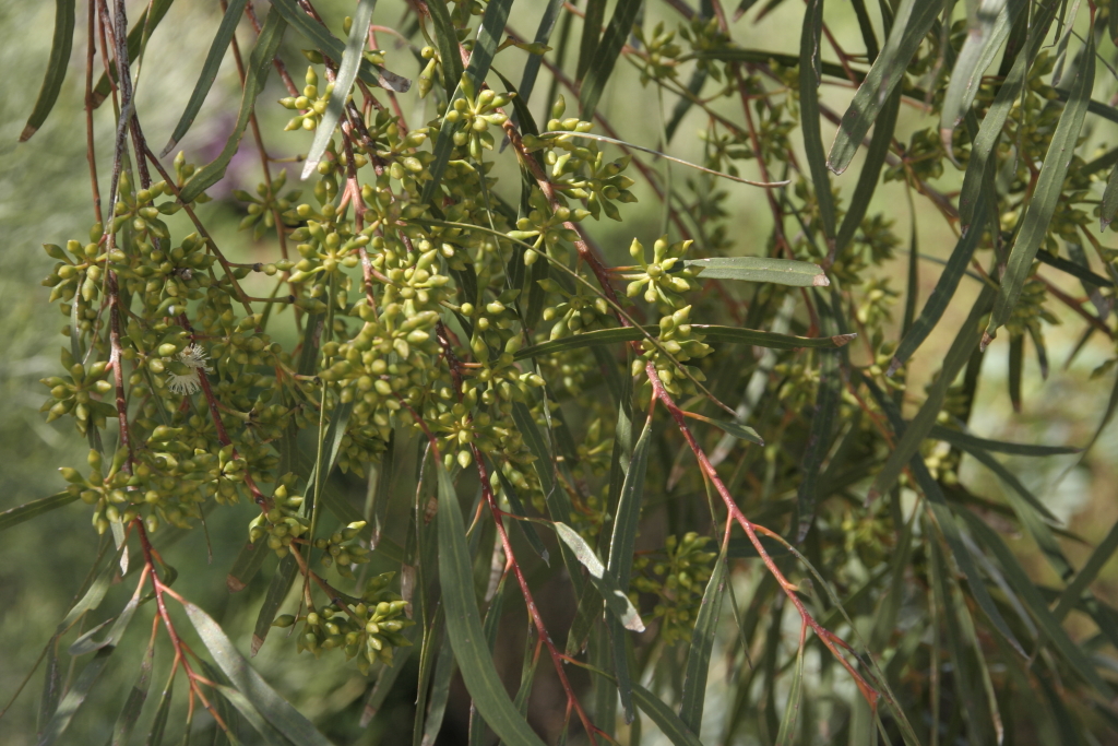 Eucalyptus viridis (hero image)