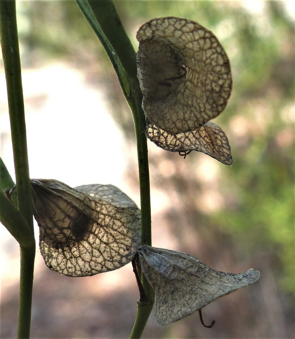 Prostanthera nivea (hero image)