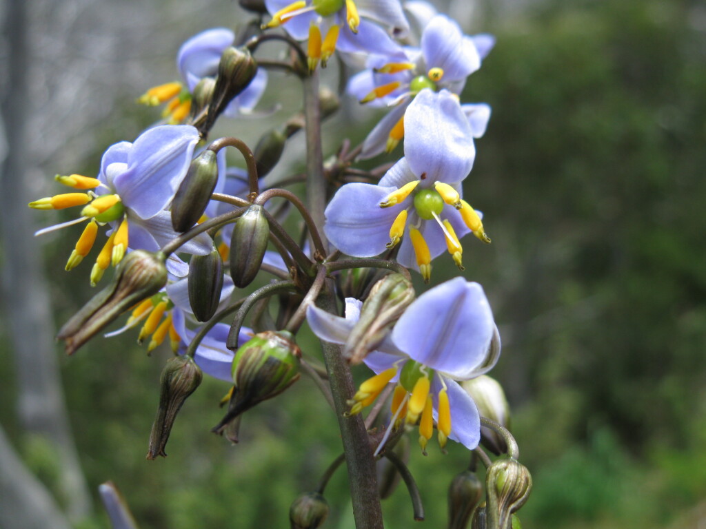 Dianella sp. aff. tasmanica (Snowfields) (hero image)