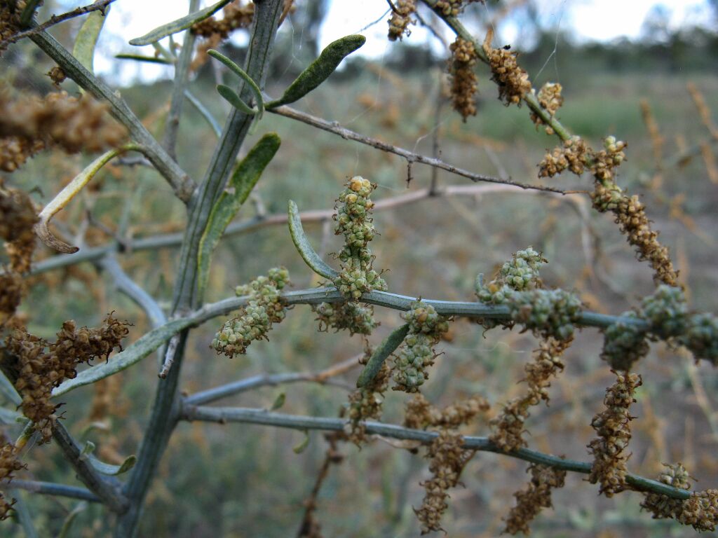 Chenopodium nitrariaceum (hero image)