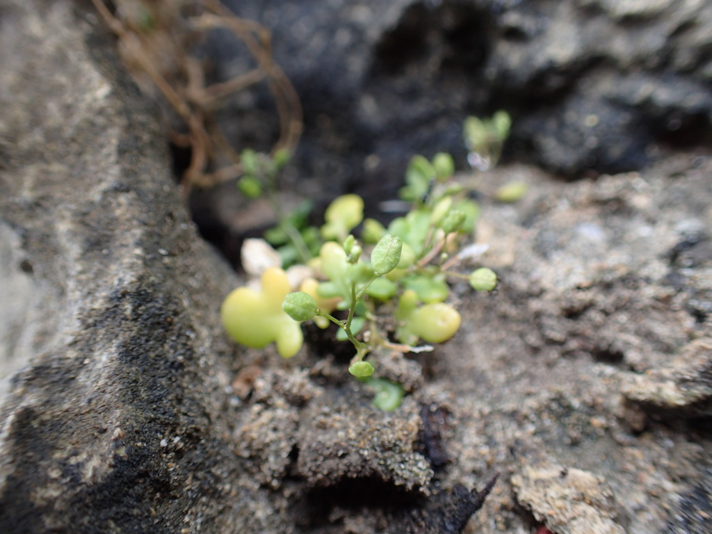 Hornungia procumbens (hero image)