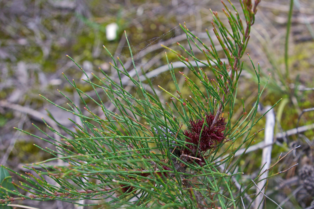 Allocasuarina misera (hero image)