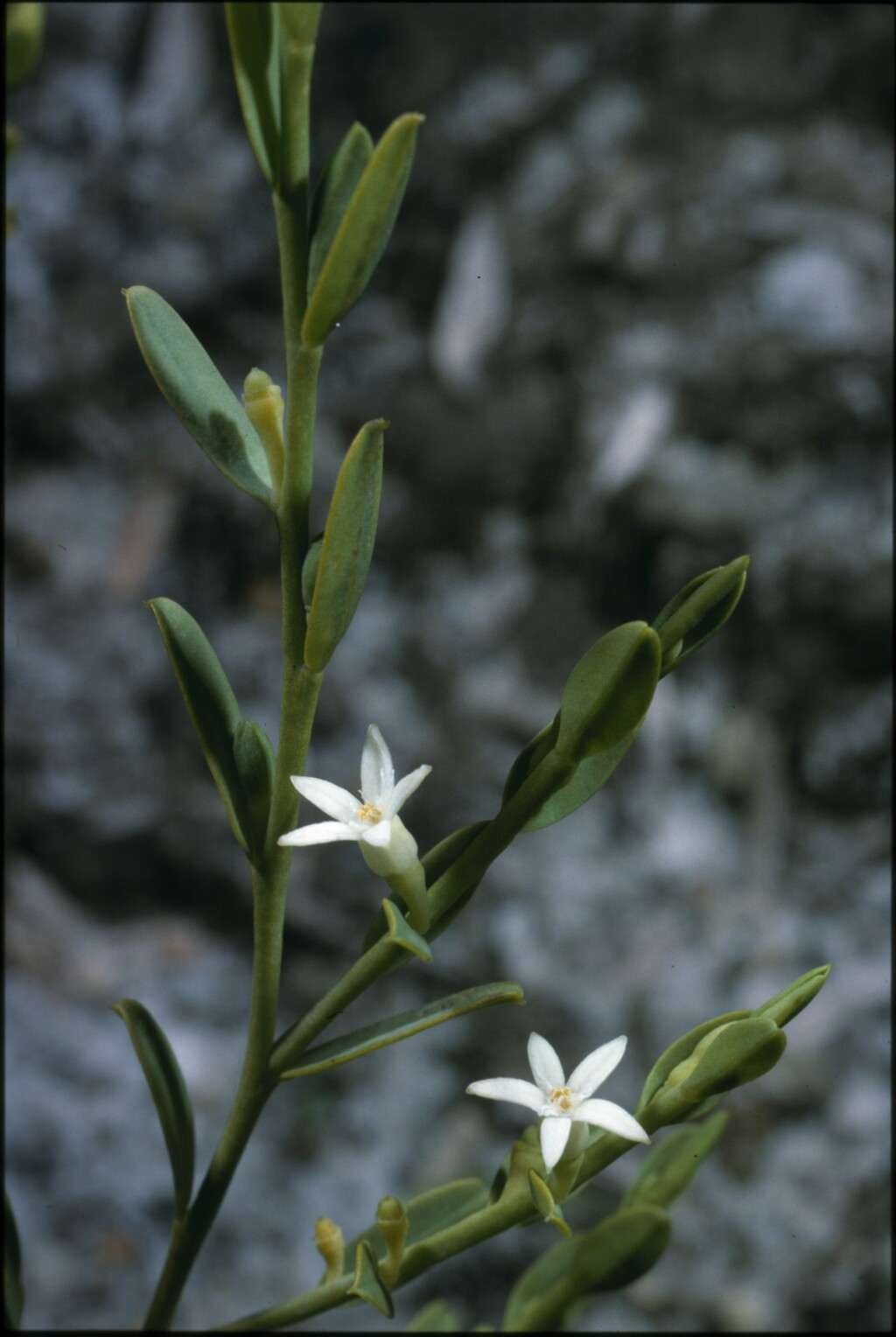 Olacaceae (hero image)