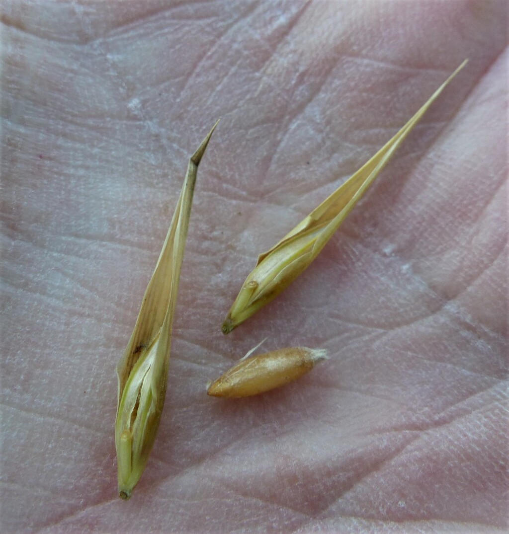 Bromus catharticus var. catharticus (hero image)