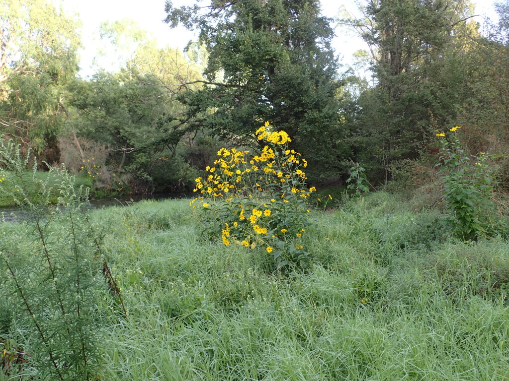 Helianthus tuberosus (hero image)