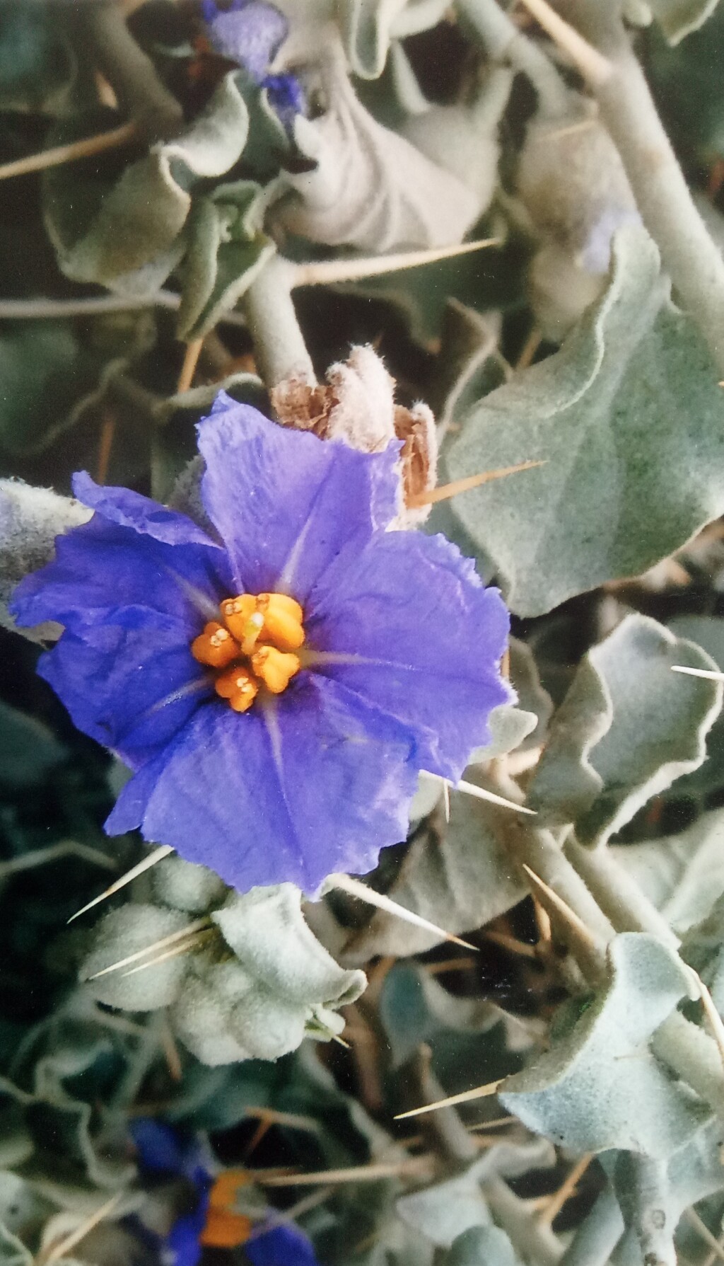 Solanum oligacanthum (hero image)