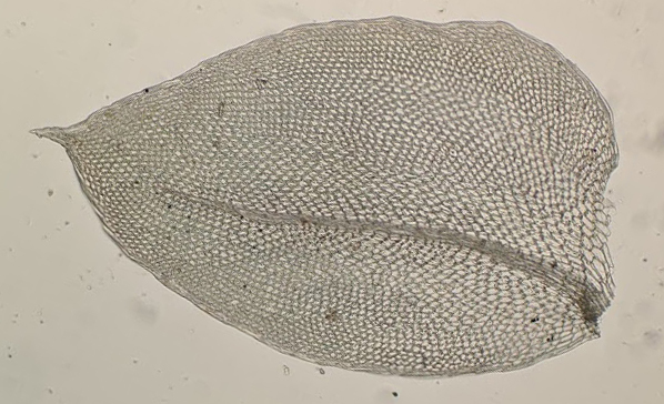 Hypopterygium (hero image)