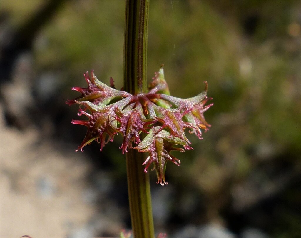 Rumex brownii (hero image)