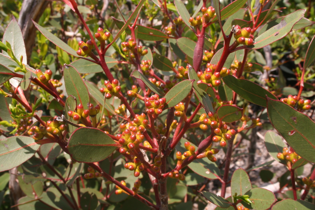 Eucalyptus kitsoniana (hero image)