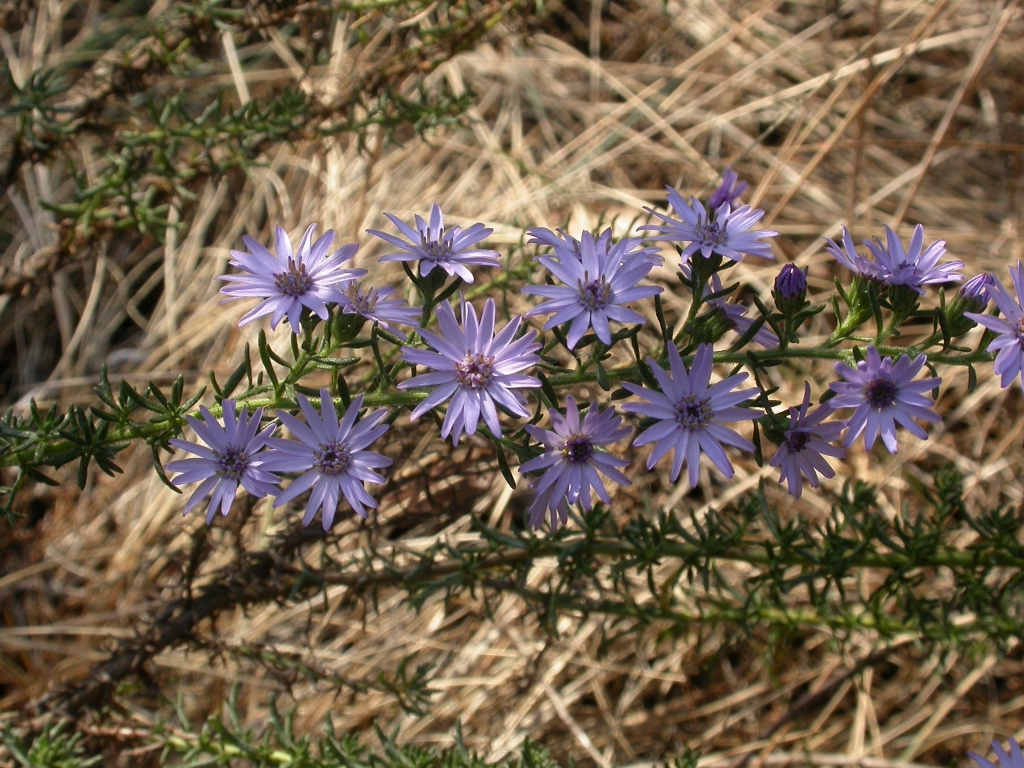 Olearia stricta (hero image)