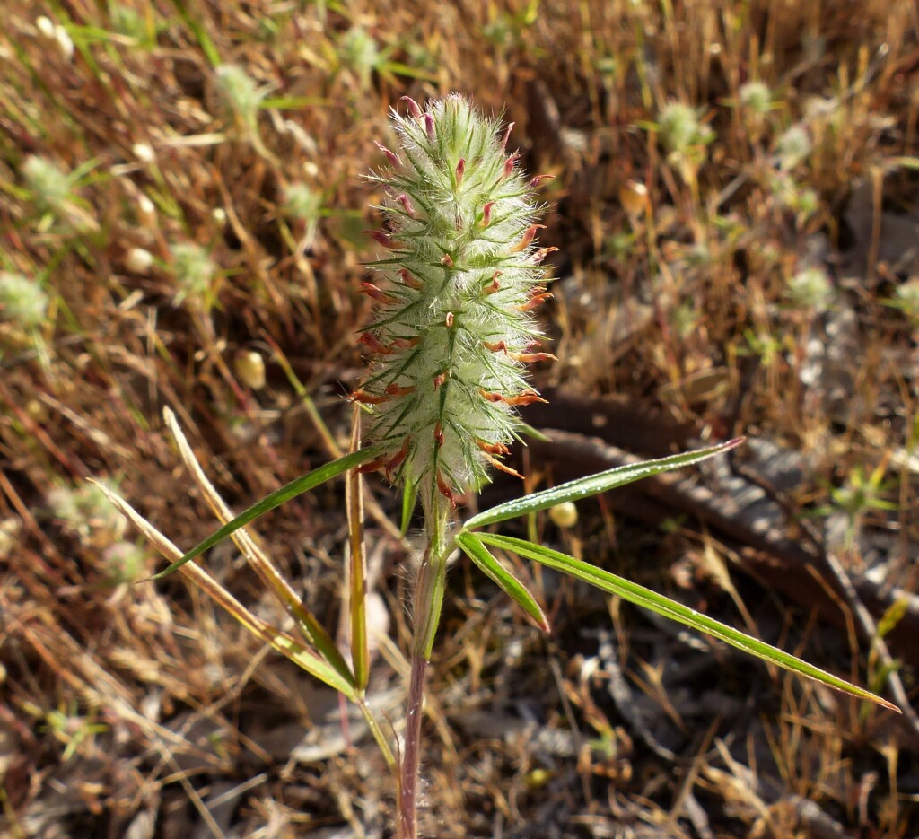 Trifolium angustifolium (hero image)