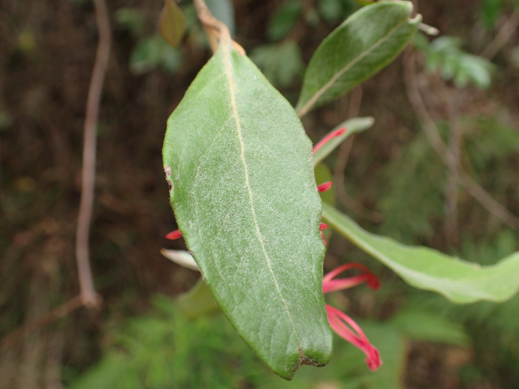 Grevillea miqueliana (hero image)