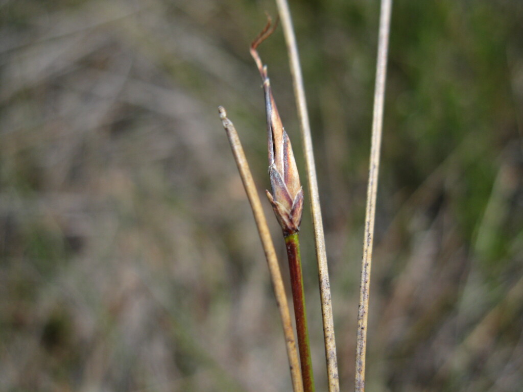Schoenus lepidosperma (hero image)