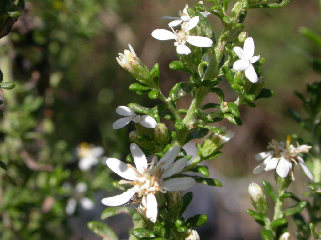 Olearia ramulosa (hero image)