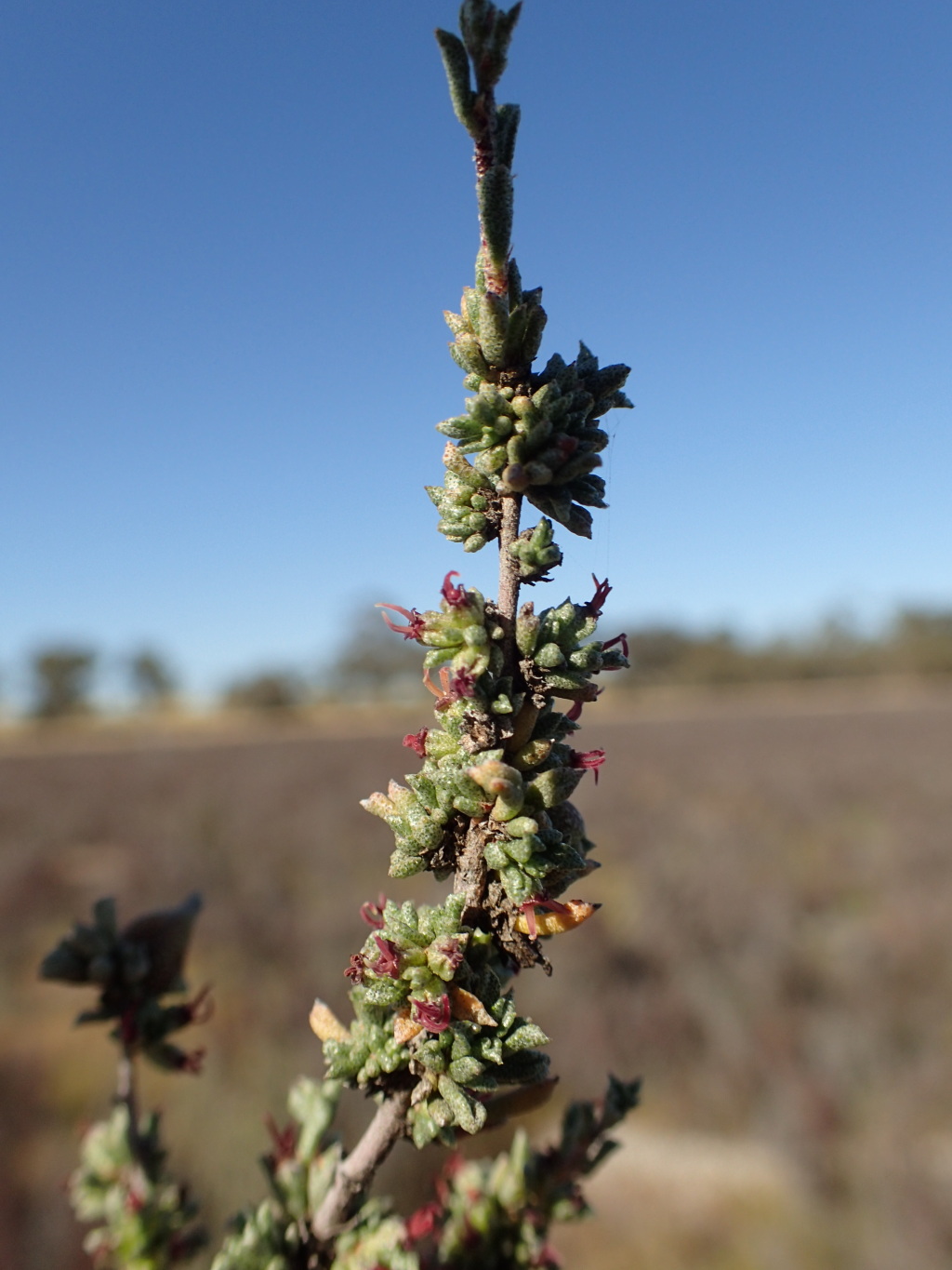 Lawrencia squamata (hero image)