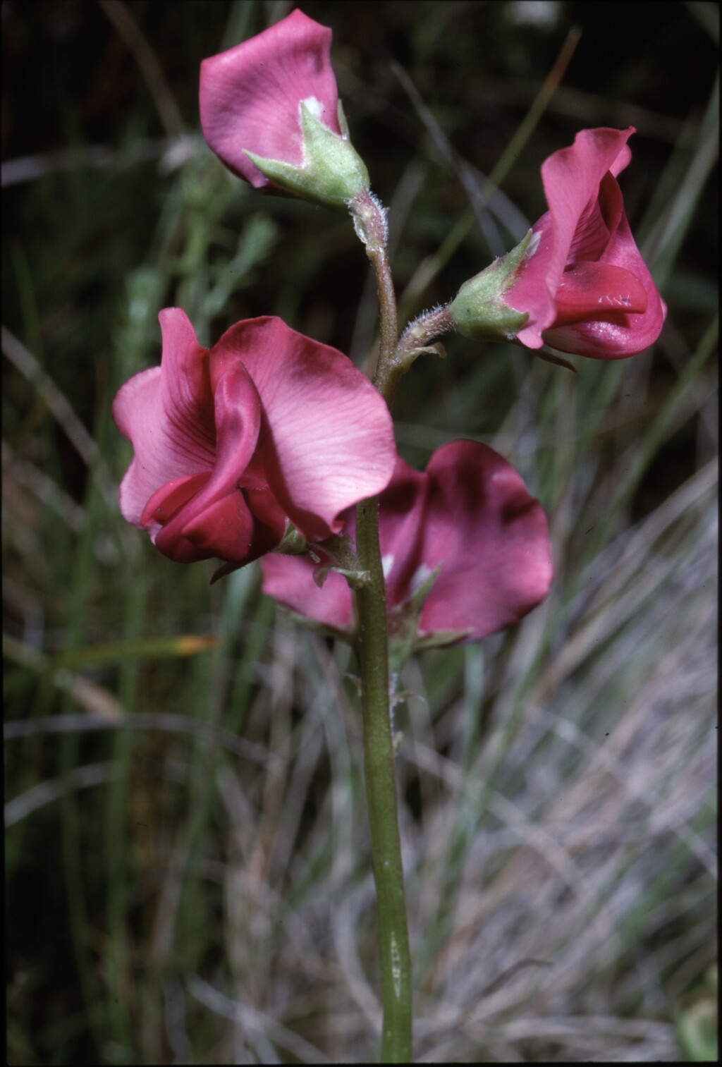 Swainsona plagiotropis (hero image)