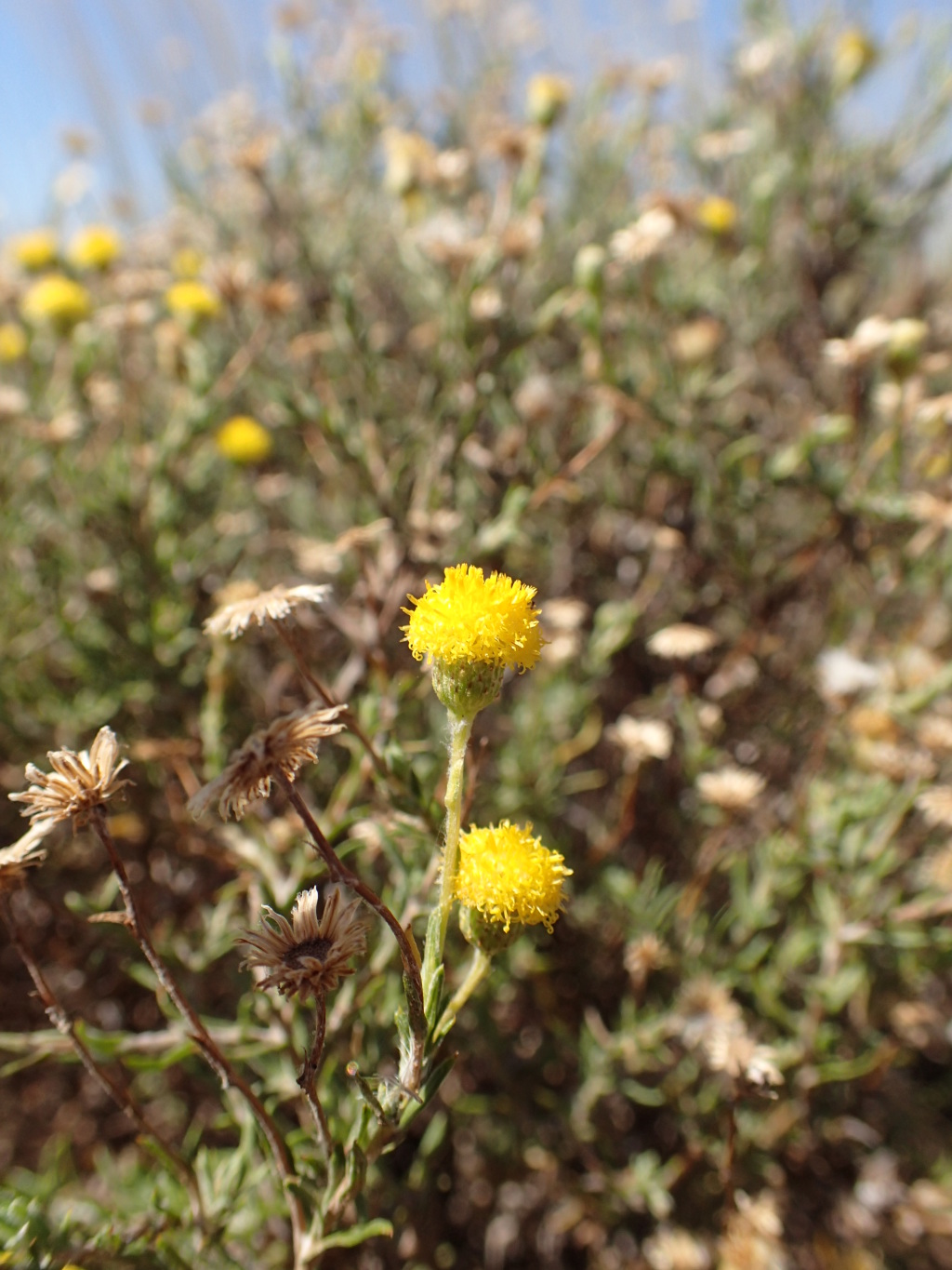 Leiocarpa panaetioides (hero image)