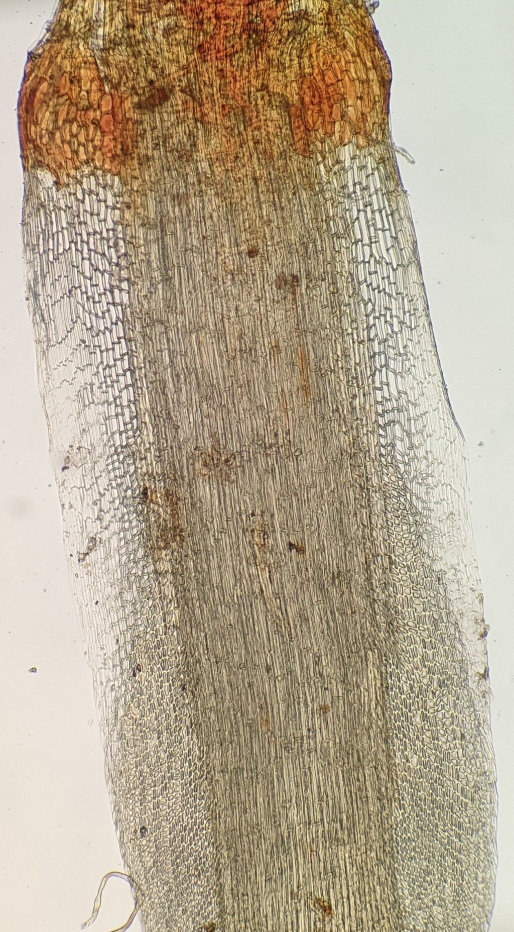 Campylopus catarractilis (hero image)