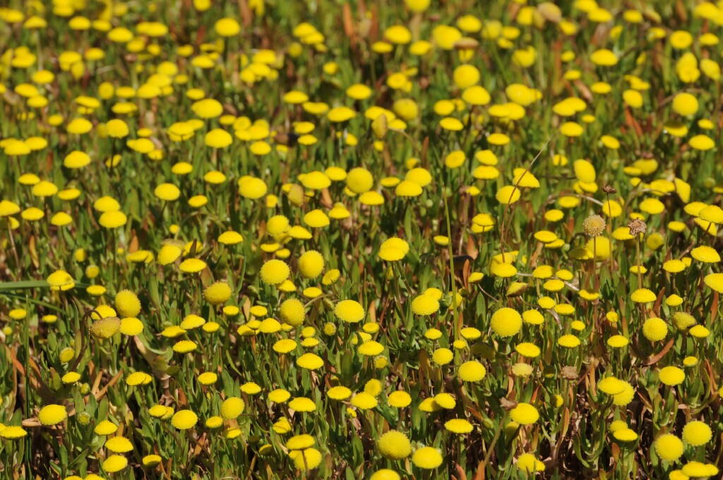 Cotula coronopifolia (hero image)