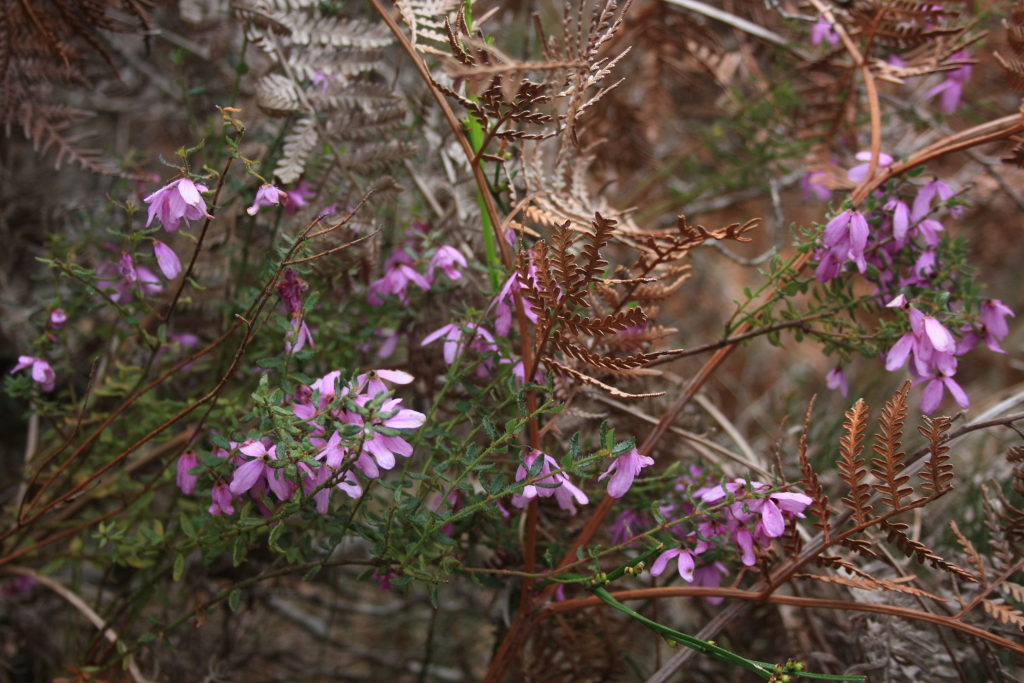 Tetratheca labillardierei (hero image)